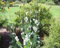 rudbeckia maxima 3r.jpg